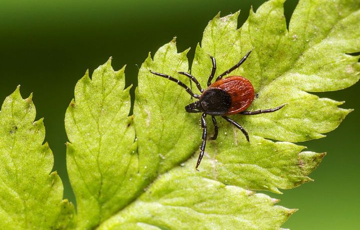 Cum ne protejăm de Babesia 1 Medicina Integrativă - Abordarea Completă a Sănătății Tale Cum ne protejăm