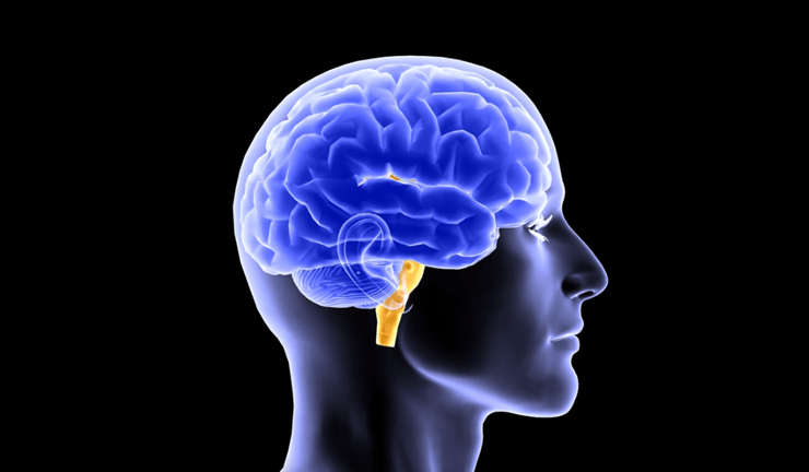 Intestinul: creierul din burtă și scutul tău intern 1 Intestinul: creierul din burtă și scutul tău intern
