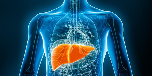 Ficatul obosit – inamicul tăcut al metabolismului tău