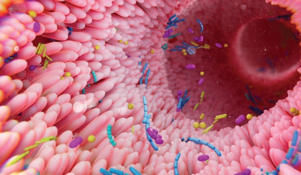 Intestinul permeabil-ce este și cum îl poți repara